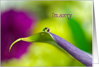 I’m sorry-calla lily with dew drop card