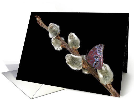 thinking of you blue morpho butterfly on pussy willow card (799569)