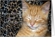 birthday for friend with tabby kitten on leopard background card