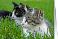 Tabby Kittens in Grass for a Friend card
