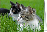 Thinking of You tabby kittens in the grass card