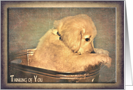 Thinking of you golden retriever puppy in antique washtub card