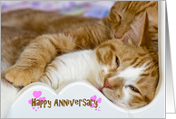 Happy Anniversary to Spouse Tabby Cat Snuggle card