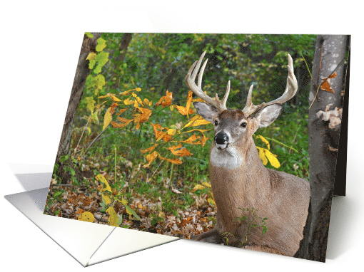 Birthday Buck in Autumn Woods card (877957)