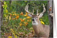 Birthday Buck in Autumn Woods card