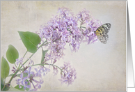 butterfly on lilacs for blank note card