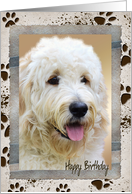birthday photo card from the dog-muddy paw print frame card