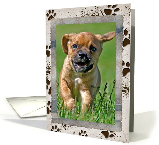 New Pet photo card from the dog card (935011)