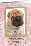 Chinese Shar pei puppy for humorous birthday card