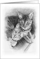 Any Occasion Bengal Cats Pencil Drawing Cute Animals, Blank Inside card