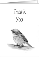 General Thank You, Small Bird in Pencil, Elegant, Simple, Blank Inside card