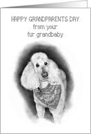 Happy Grandparents Day From Fur Grandbaby Dog Poodle Bandanna card