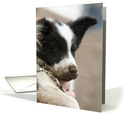 border collie puppy with dirt on snout card (206487)
