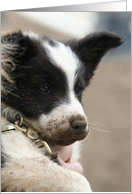 border collie puppy with dirt on snout card