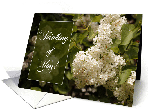 Thinking of You - White Lilacs card (201346)