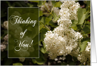 Thinking of You - White Lilacs card