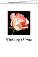 Thinking of You Greeting Card with Soft Pink Rose card