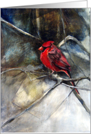 Cardinal In The Snow card