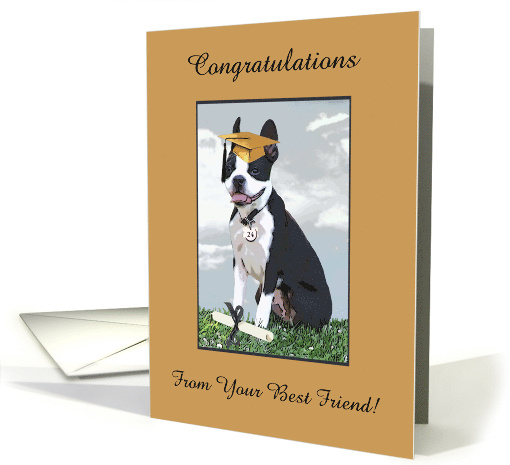 Boston Terrier Wearing Cap, Graduation to Son, 2024, Custom Text card