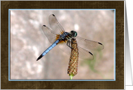 Dragonfly!, Blank Card