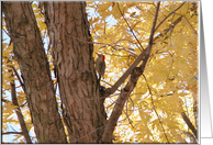 Red Headed Woodpecker, Birthday card
