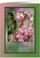 Beautiful Monarch Butterfly Birthday Greetings! card