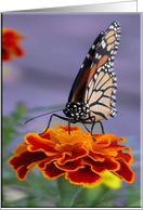 Monarch Butterfly on a Marigold!, Birthday card