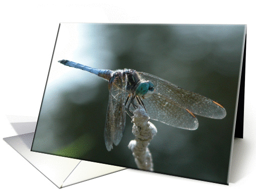 Blue Dragonfly!/Birthday card (220988)