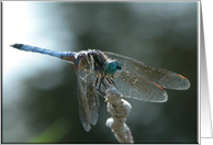 Blue Dragonfly!/Birthday card