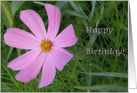 Pink Petals/Birthday card