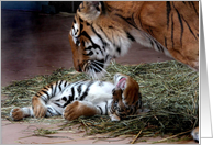 Playful Tiger Cub!, Grandparent’s Day card