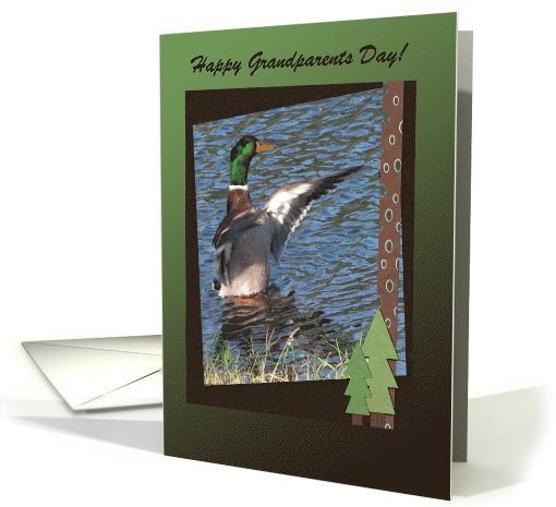 Drake Mallard Duck, Grandparents Day, Custom Text card (245140)