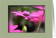 Cosmos, October Birth Flower card