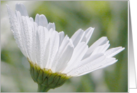 Daisy, April Birth Flower card