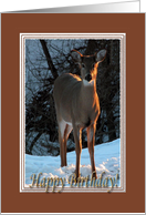 Deer in the snow, Happy Birthday card