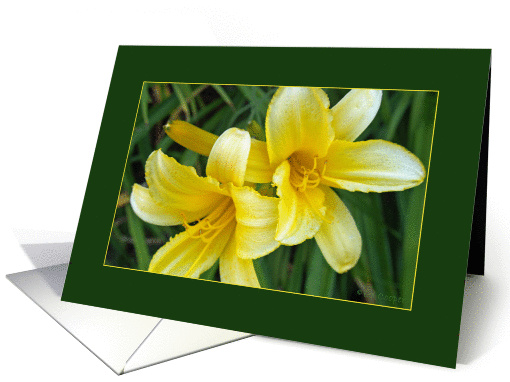 Yellow Daylilies card (271849)