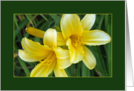 Yellow Daylilies card