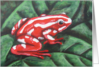 Poison Dart Frog (Red and white) card
