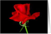 Single Mr Lincoln Red Rose with black background card