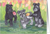 Miniature Schnauzer Puppies in the Tulips Dog Card