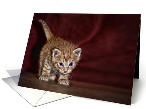 Kitten card (184925)