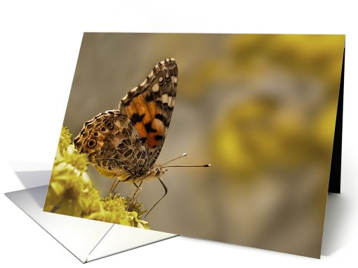 Butterfly, Blank Notecard card (185246)