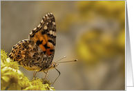 Butterfly, Blank Notecard card