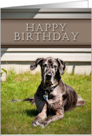 Happy Birthday, Great Dane Dog on Grass card