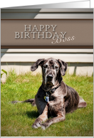 Happy Birthday Boss, Great Dane Dog on Grass card