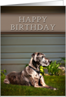 Happy Birthday, Great Dane Dog on Grass card