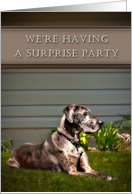 We’re Having a Surprise Party - Invitation, Great Dane Dog on Grass card