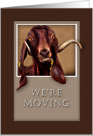 We`re Moving, Goat in Window card
