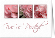 We`re Posted, Pink Flower on White Background card