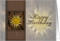 Happy Birthday Sister, Yellow Flower on Brown Background card